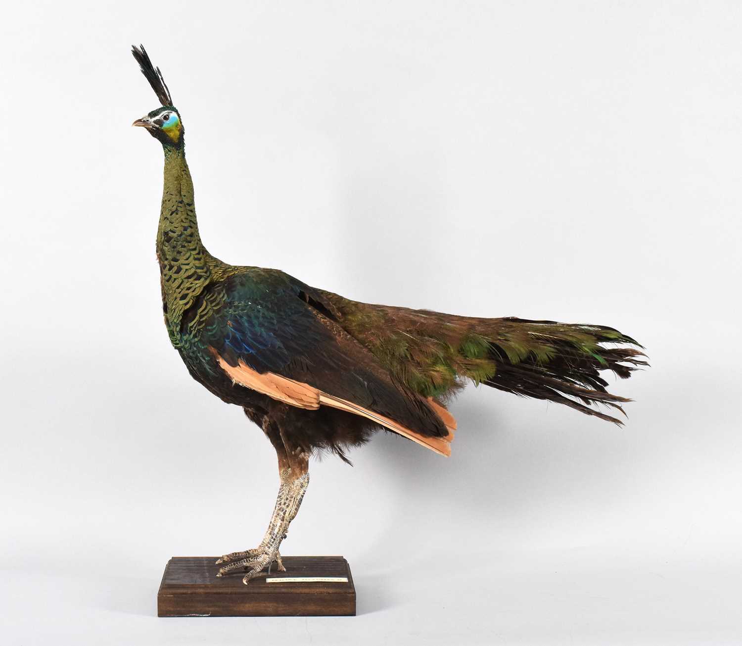 Lot 154 - Taxidermy: Java Green Peacock (Pavo muticus),
