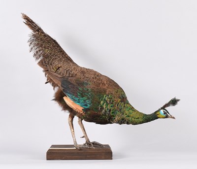 Lot 114 - Taxidermy: Java Green Peacock (Pavo muticus),...
