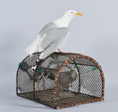 Lot 75 - Taxidermy: Yellow-legged Gull (Larus...