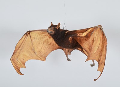Lot 153 - Taxidermy: Large Flying Fox (Pteropus...