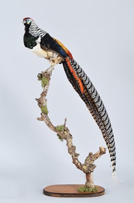 Lot 113 - Taxidermy: Lady Amherst's Pheasants...