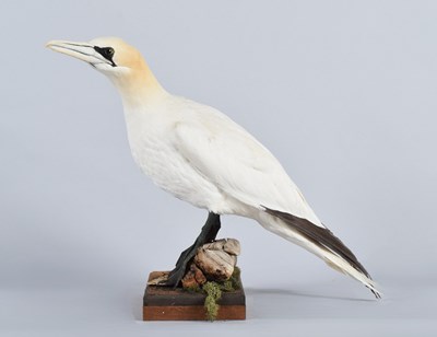 Lot 112 - Taxidermy: Gannet (Morus bassana), late 20th...