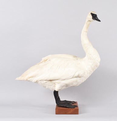 Lot 164 - Taxidermy: Trumpeter Swan (Cygnus buccinator),...