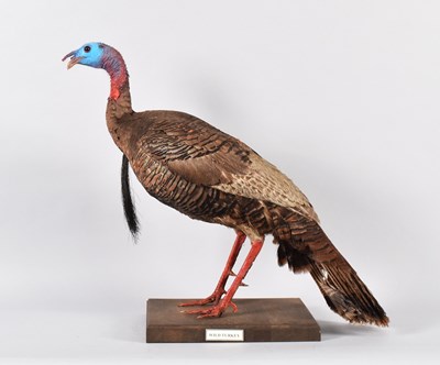 Lot 106 - Taxidermy: Wild Turkey (Meleagris gallopavo),...