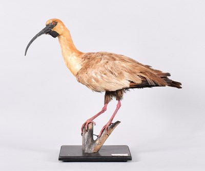 Lot 103 - Taxidermy: Buff-necked Ibis (Theristicus...