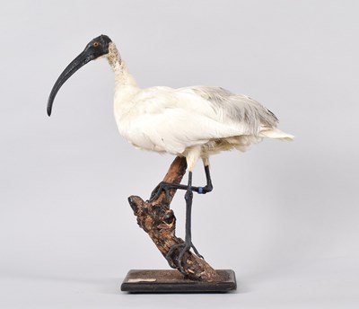 Lot 81 - Taxidermy: Australian White Ibis (Threskiornis...