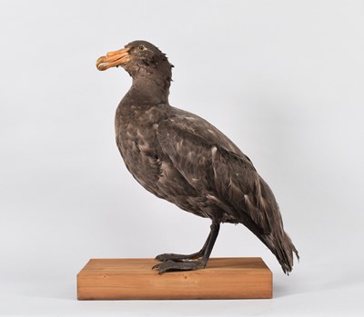 Lot 152 - Taxidermy: Southern Giant Petrel (Macronectes...