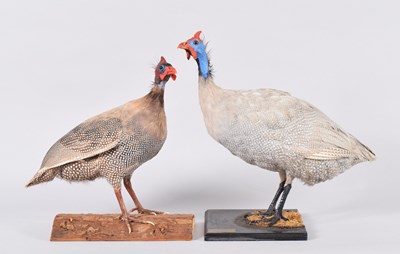 Lot 82 - Taxidermy: A Helmeted and Chocolate Guinea...