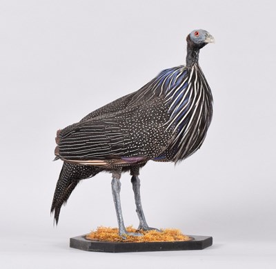 Lot 32 - Taxidermy: Vulterine Guinea Fowl (Acryllium...