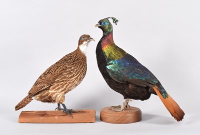 Lot 172 - Taxidermy: A Pair of Himalayan Monal Pheasants...