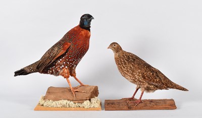 Lot 102 - Taxidermy: A Pair of Satyr Tragopan or Crimson...