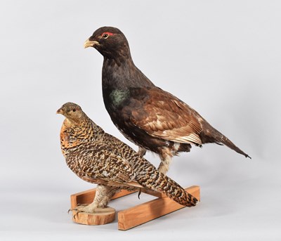Lot 91 - Taxidermy: A Pair of Western Capercaillie...