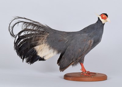 Lot 59 - Taxidermy: A Blue-Eared Pheasant (Crossoptilon...