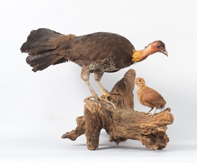 Lot 151 - Taxidermy: Australian Brushturkey and Chick...