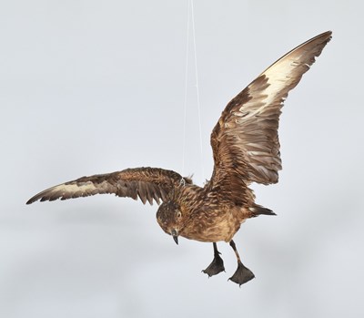 Lot 105 - Taxidermy: A Great Skua in Flight...