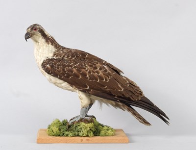 Lot 165 - Taxidermy: Eurasian Osprey (Pandion haliaetus),...