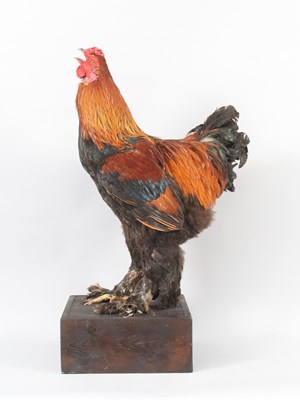 Lot 108 - Taxidermy: Brahma Cockerel (Gallus gallus...