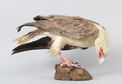Lot 149 - Taxidermy: White-bellied Sea Eagle (Haliaeetus...