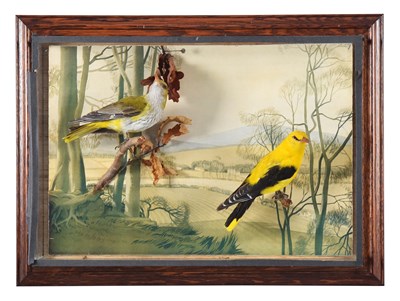 Lot 111 - Taxidermy: A Wall Cased Pair of European...