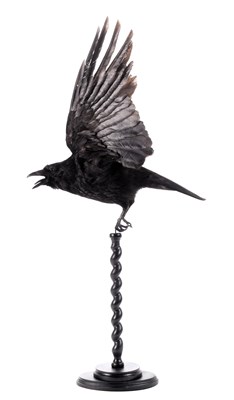 Lot Taxidermy: Carrion Crow (Corvus corone),...