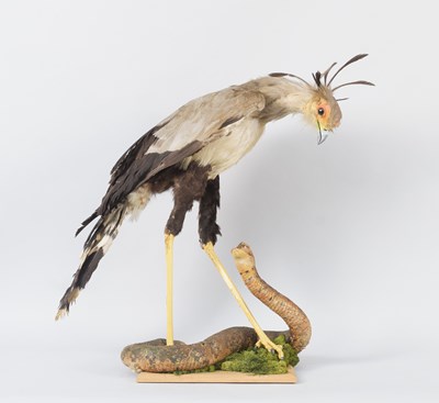 Lot 163 - Taxidermy: A Late Victorian Secretarybird and...
