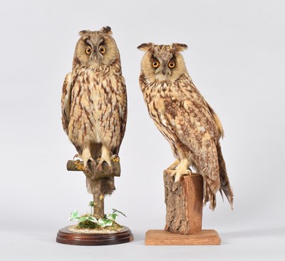 Lot 146 - Taxidermy: A Pair of Long-eared Owls (Asio...