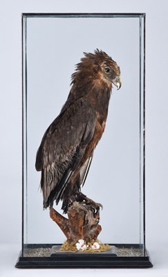 Lot 24 - Taxidermy: A Cased Bateleur Eagle (Terathopius...