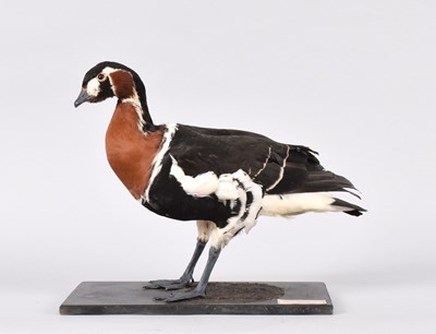 Lot 1 - Taxidermy: Red-breasted Goose (Branta...