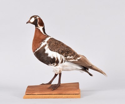 Lot 9 - Taxidermy: Blond Red-breasted Goose (Branta...