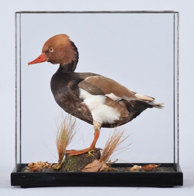 Lot 35 - Taxidermy: A Cased Red-crested Pochard (Netta...