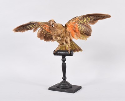 Lot 83 - Taxidermy: New Zealand Kea (Nestor notabilis),...