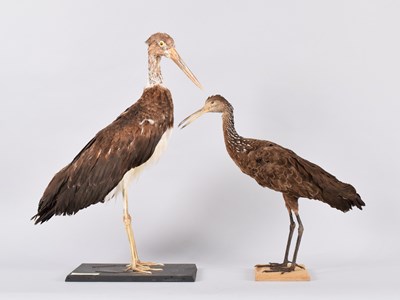 Lot 19 - Taxidermy: Abdim's Stork and a Limpkin or...