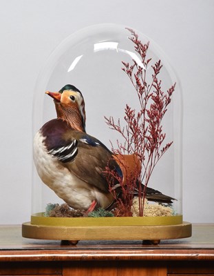 Lot 1096 - Taxidermy: European Mandarin Duck (Aix...