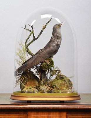 Lot 1098 - Taxidermy: A Late Victorian European Cuckoo...