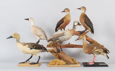 Lot 143 - Taxidermy: A Group of Whistling Tree Ducks,...