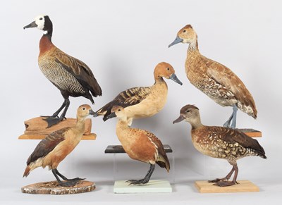 Lot 160 - Taxidermy: A Group of Whistling Tree Ducks,...