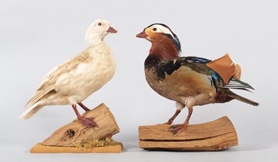 Lot 40 - Taxidermy: A Common Mandarin and Red Mandarin...