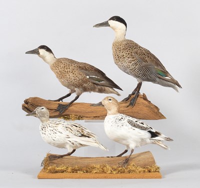 Lot 15 - Taxidermy: A Pair of Puna Teal and Silver...