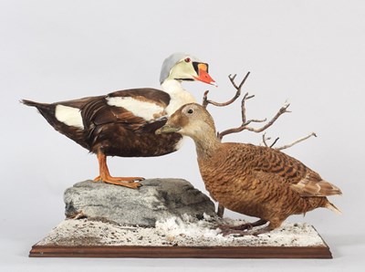 Lot 120 - Taxidermy: A Pair of King Eider Ducks...