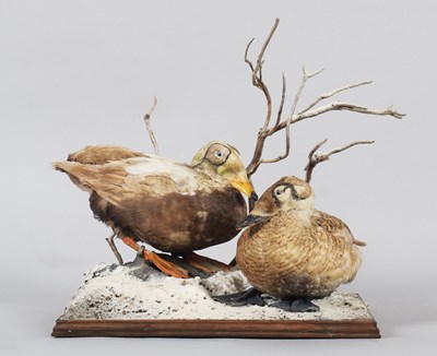 Lot 21 - Taxidermy: A Pair of Spectacled Eider Ducks...