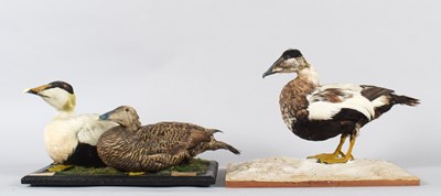 Lot 31 - Taxidermy: A Pair of Pacific Eider Ducks and a...