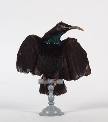 Lot 175 - Taxidermy: A Paradise Riflebird (Ptiloris...