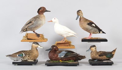 Lot 49 - Taxidermy: A Group of Various Teal Ducks,...