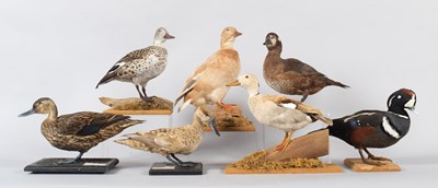 Lot 123 - Taxidermy: A Group of Various Teal Ducks,...