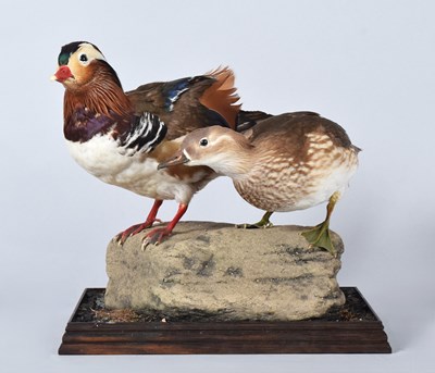 Lot 124 - Taxidermy: A Pair of Mandarin Ducks dated (Aix...