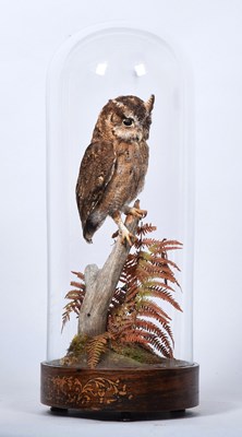 Lot 166 - Taxidermy: Collared Scops Owl (Otus lettia),...