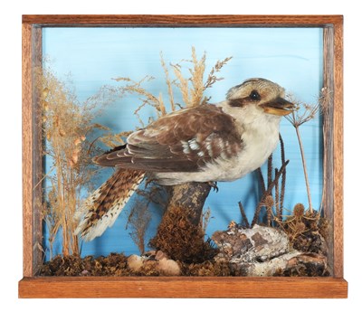 Lot 126 - Taxidermy: A Cased Laughing Kookaburra (Dacelo...