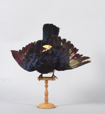 Lot 50 - Taxidermy: Violet Turaco (Tauraco violaceus),...