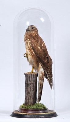 Lot 171 - Taxidermy: A Late Victorian Hen Harrier...
