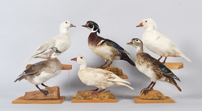 Lot 135 - Taxidermy: A Group of Carolina Wood Ducks (Aix...